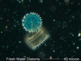 Diatom, Stephanodiscus